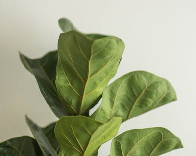 Piante d'appartamento